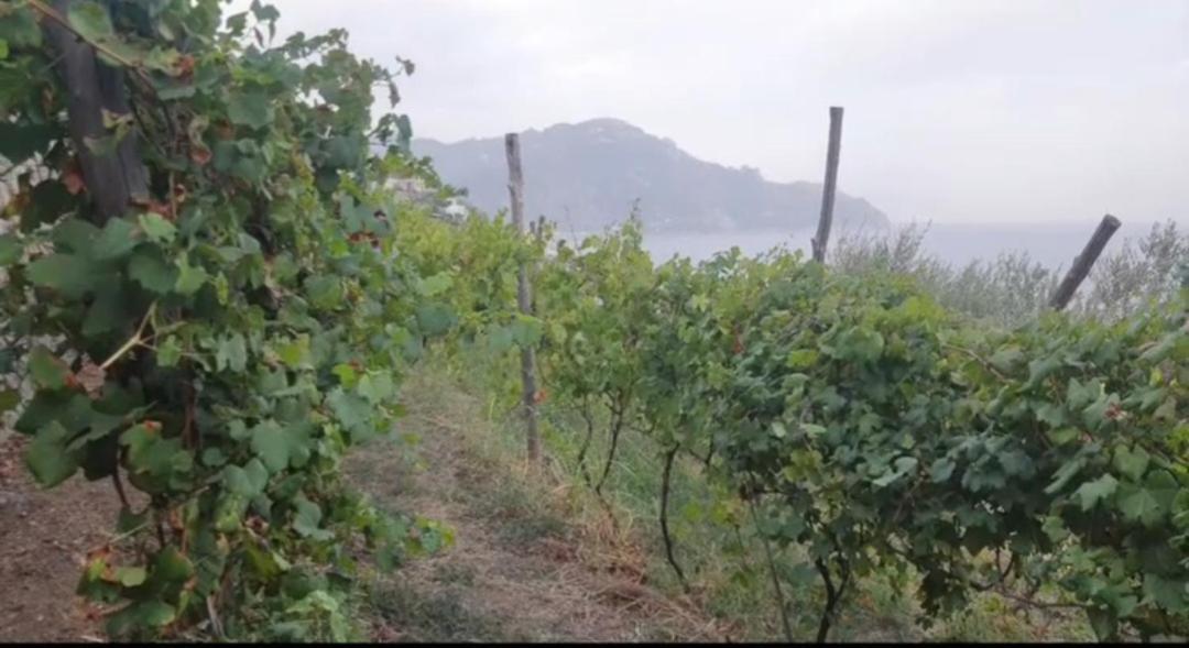 Agriturismo Fuoco D'Amalfi Villa Iazzetta Zewnętrze zdjęcie